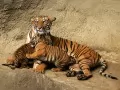 open picture: «Malayan tigers»