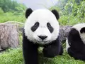 open picture: «Small panda»