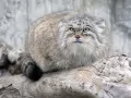 open picture: «Manul»