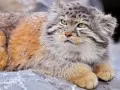 open picture: «Manul»