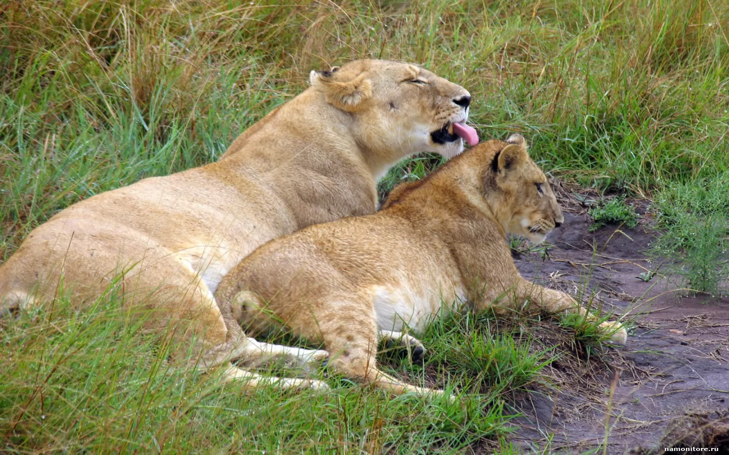 Parent care, animals, cats, lionesses, lions x