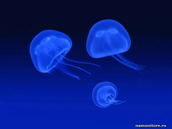 Медузы, Дикие