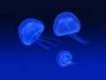 open picture: «Jellyfishes»