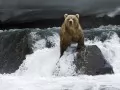 open picture: Bear