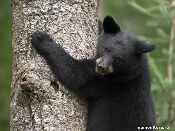 Bear on a tree, Wild