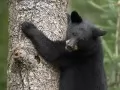open picture: «Bear on a tree»