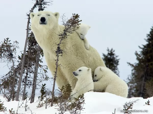 She-bear with bear cubs, Wild