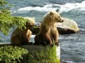 обои для рабочего стола: «Медвежата на Аляске»