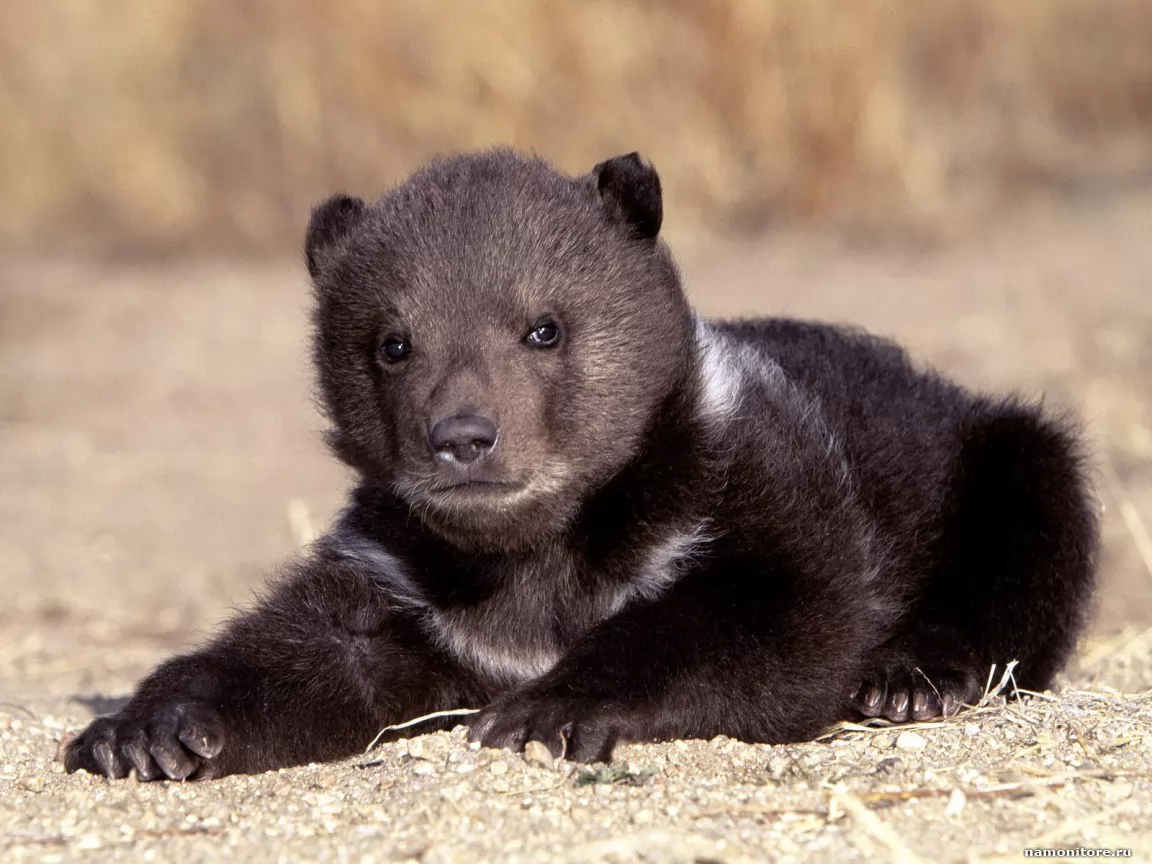 Bear cub, animals, bears, black x