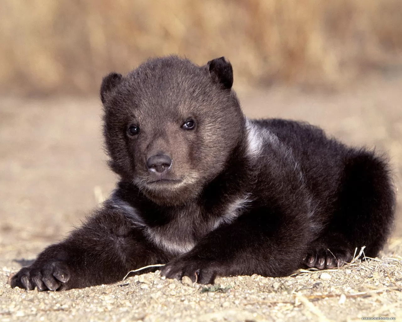 Bear cub, animals, bears, black x