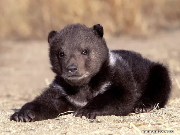 Bear cub, Wild