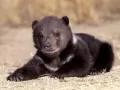 open picture: «Bear cub»