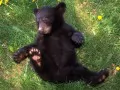 open picture: «Bear cub»