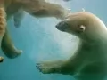 open picture: «Bears under water»