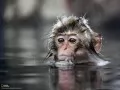 open picture: Wet monkey