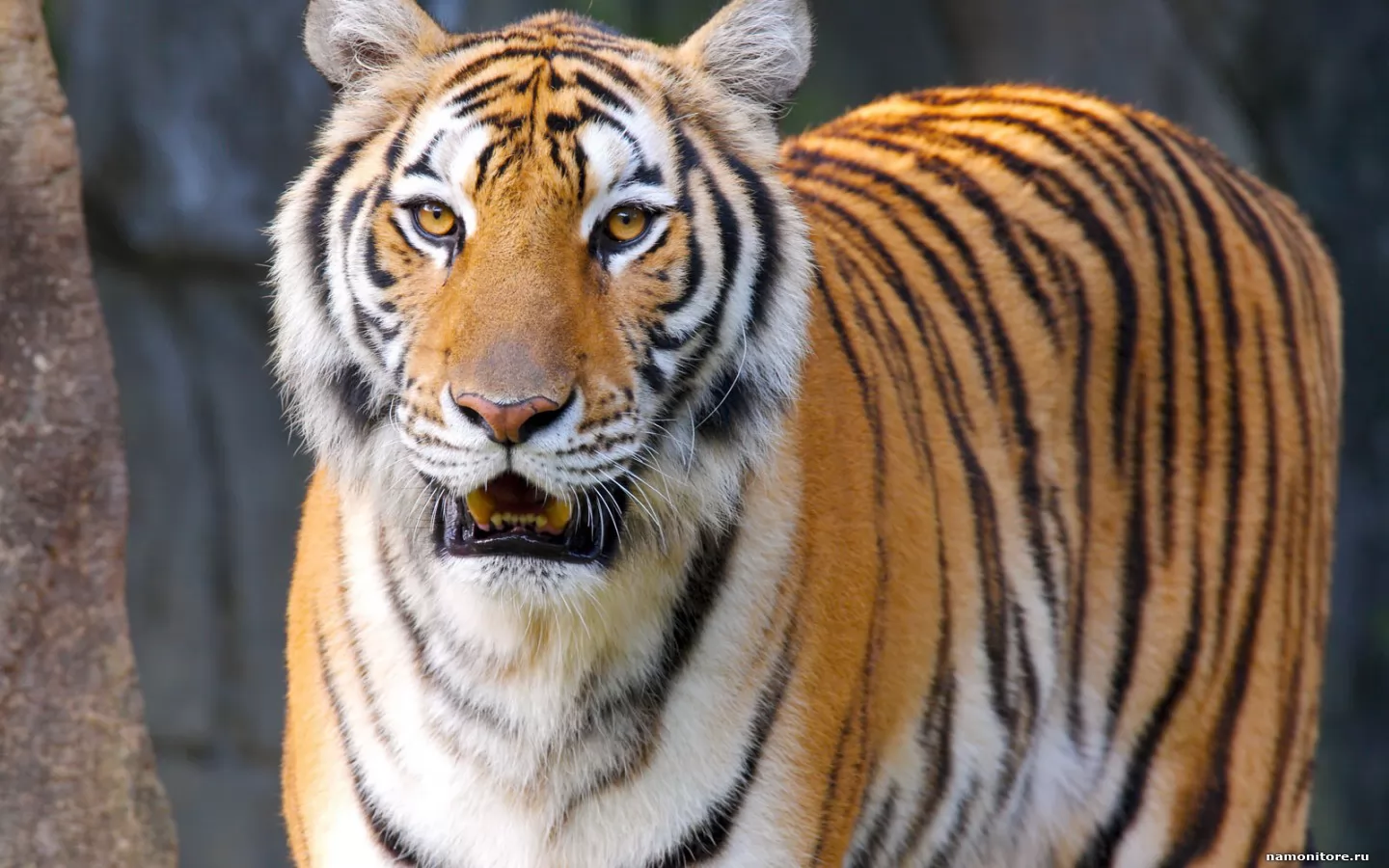 Young tiger, animals, cats, tigers x
