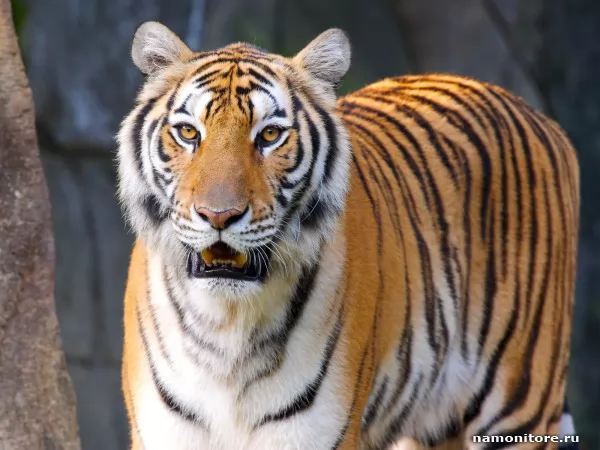 Young tiger, Wild