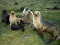 open picture: «Sea lions»