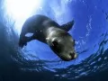 open picture: «Sea lion»