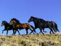 open picture: Mustangs