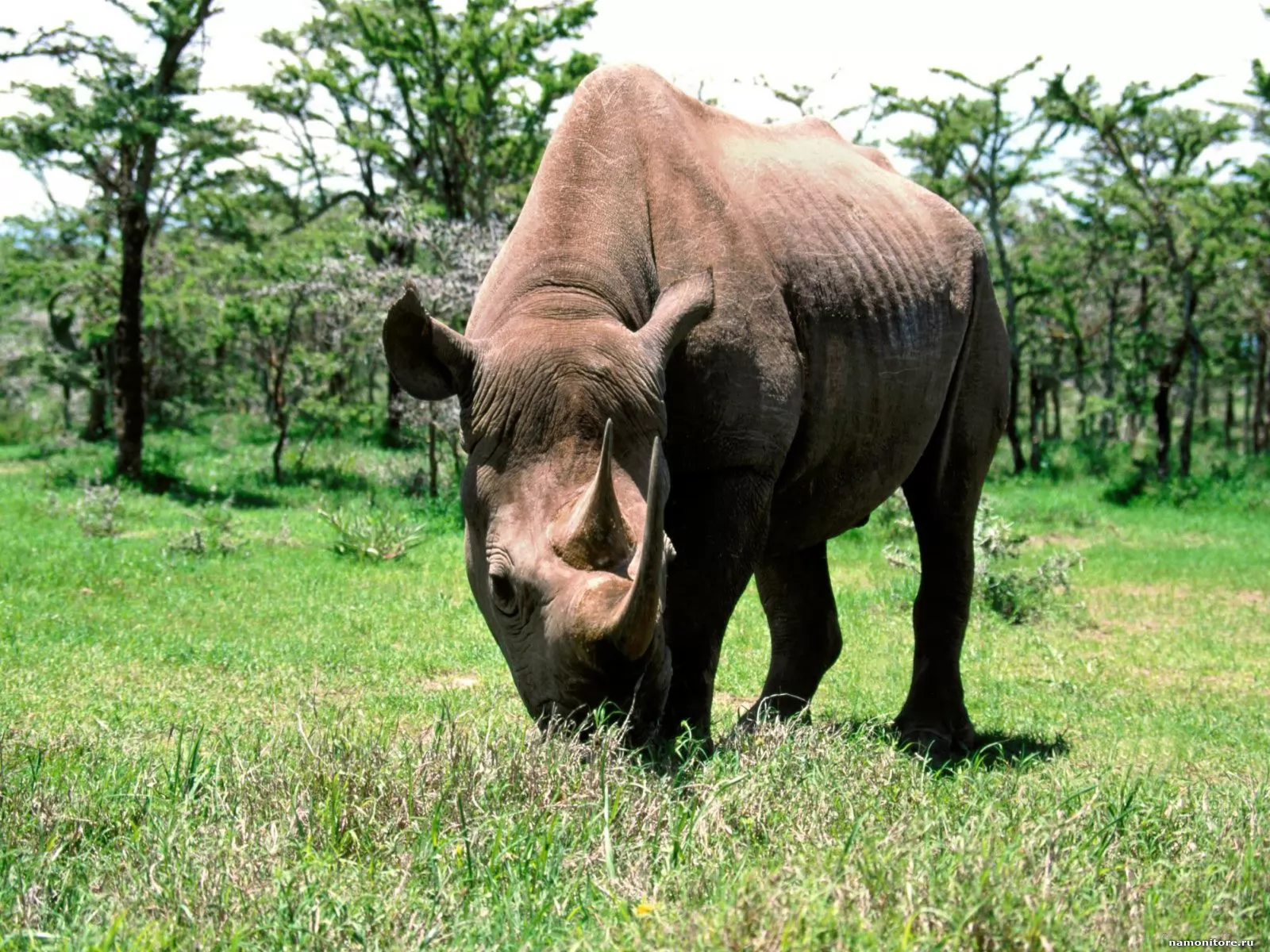 Носорог, животные, носороги х