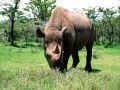 выбранное изображение: «Носорог»