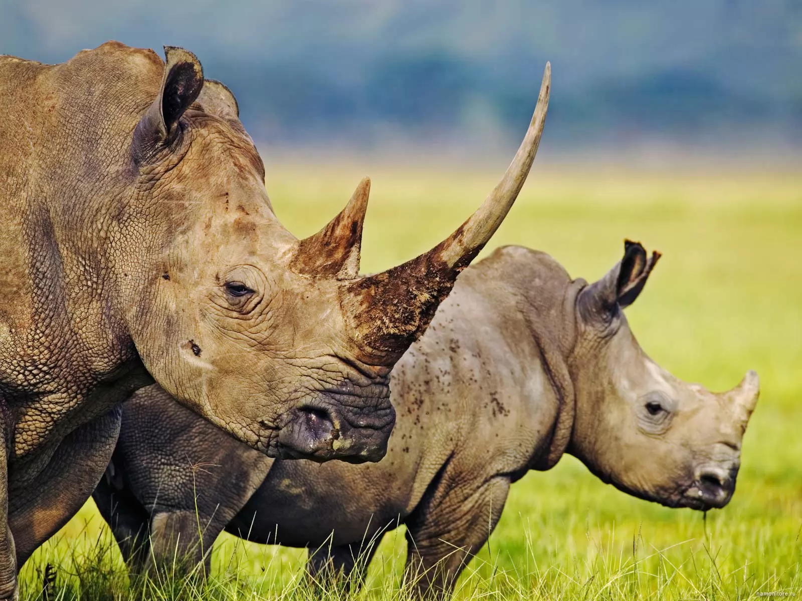 Носороги, Африка, животные, носороги х