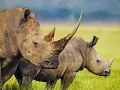 выбранное изображение: «Носороги»