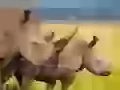 Rhinoceroses
