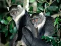 open picture: «Monkeys on a branch»