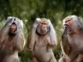 open picture: Monkeys
