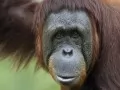 open picture: «Orangutan»
