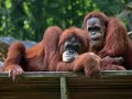 open picture: «Orangutans»