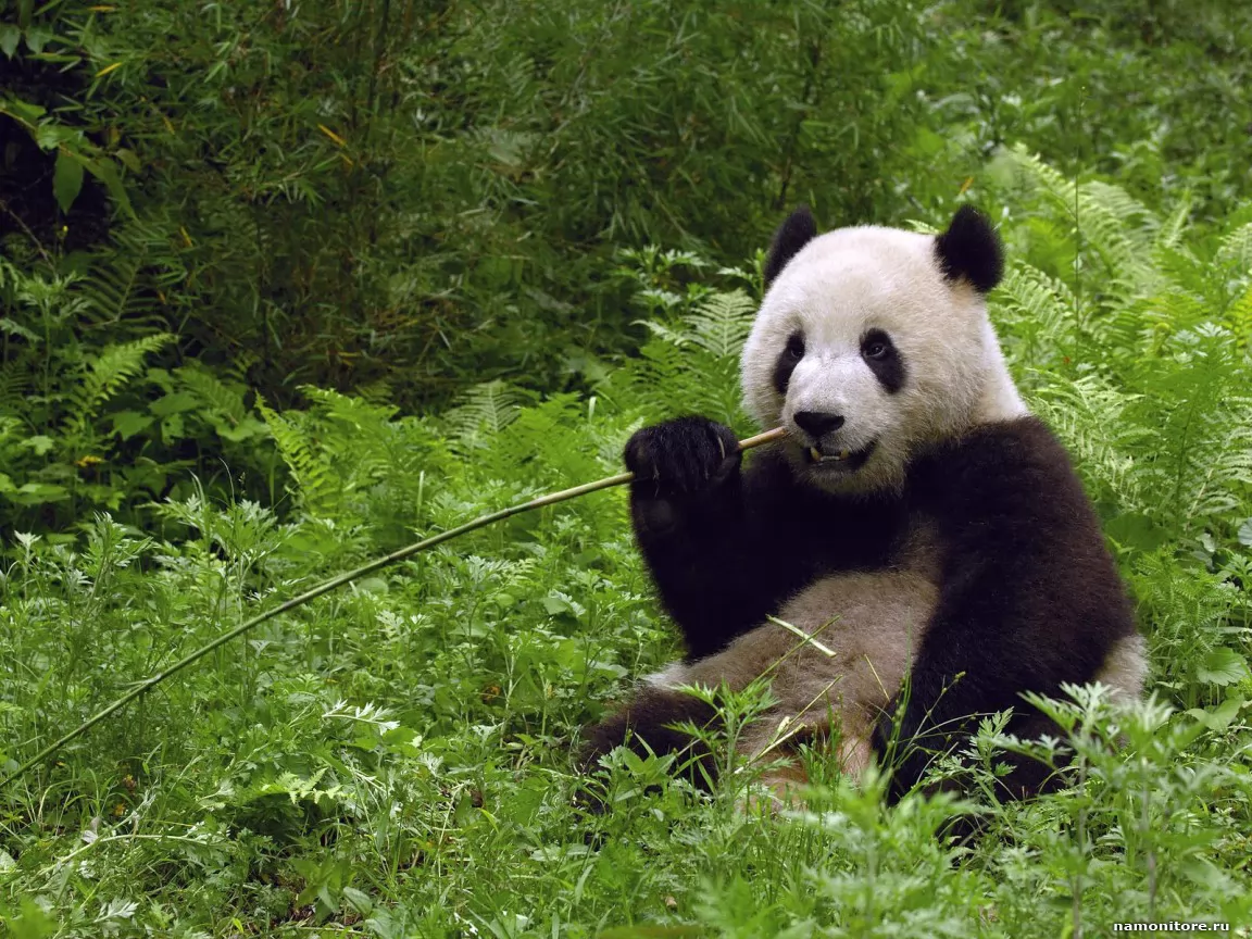Panda, animals, bears, forest, green, pandas x