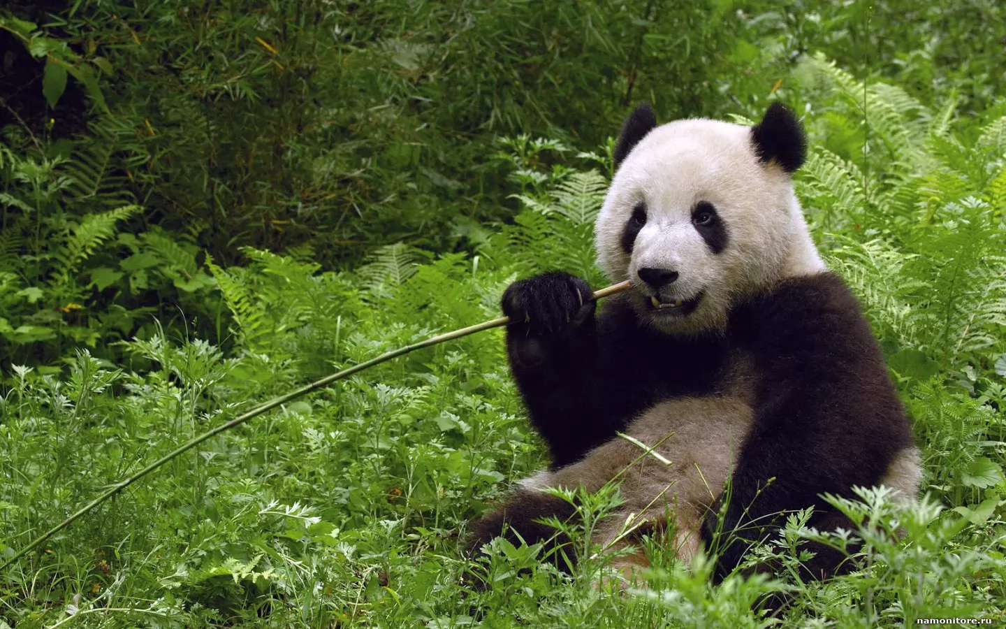 Panda, animals, bears, forest, green, pandas x