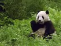 open picture: «Panda»