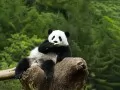 current picture: «Panda»