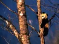 open picture: «Panda on a tree»