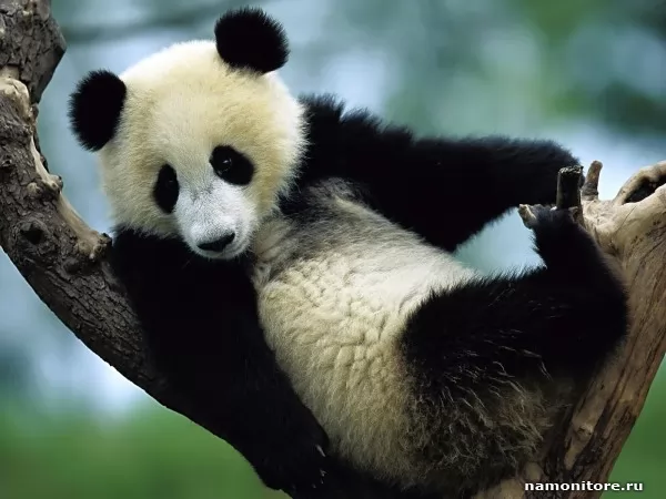 The Panda on a tree, Wild
