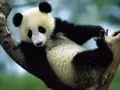 current picture: «The Panda on a tree»