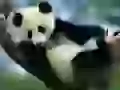 The Panda on a tree