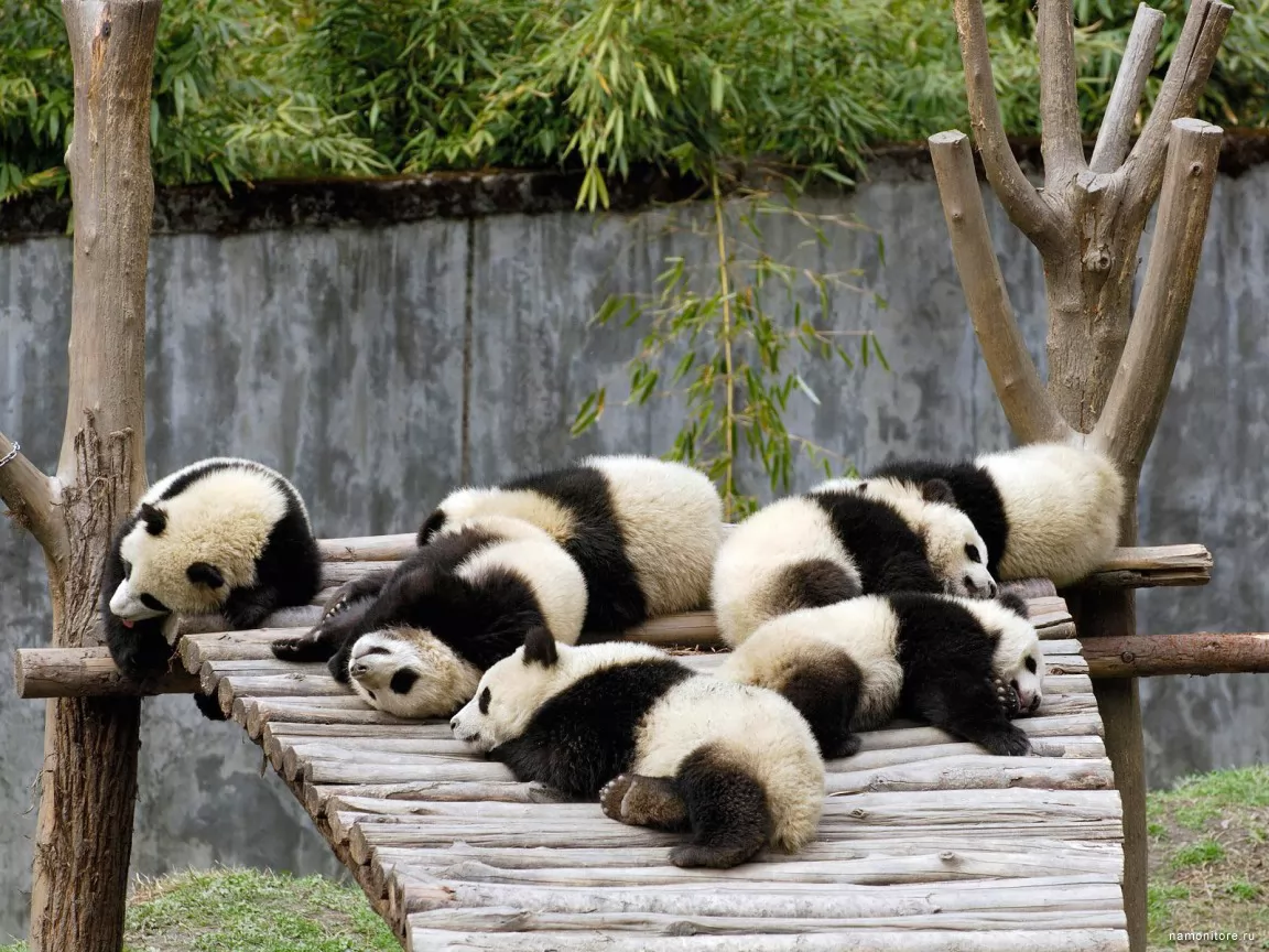 Pandas, animals, bears, pandas x