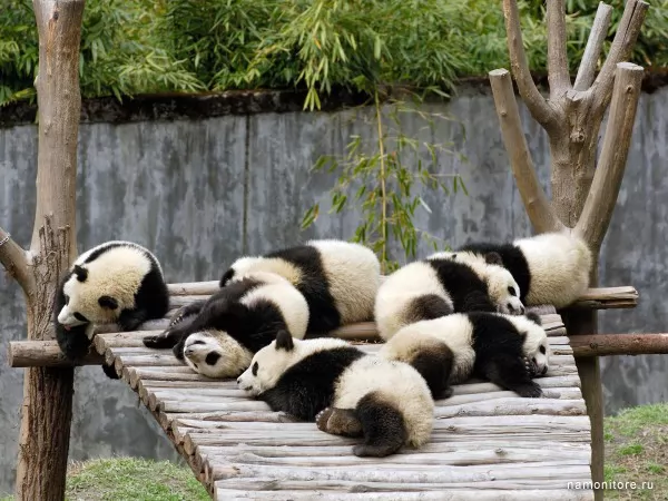 Pandas, Wild