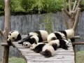 current picture: «Pandas»