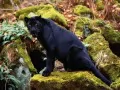 open picture: «Panther»