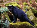 выбранное изображение: «Пантера сидит на камнях»