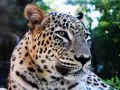 open picture: «Persian leopard»