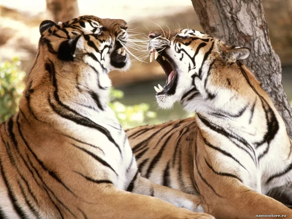 Almost fight, animals, cats, enamoured, tigers x