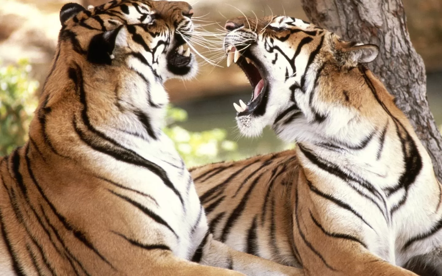 Almost fight, animals, cats, enamoured, tigers x