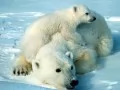 open picture: «Polar mum»